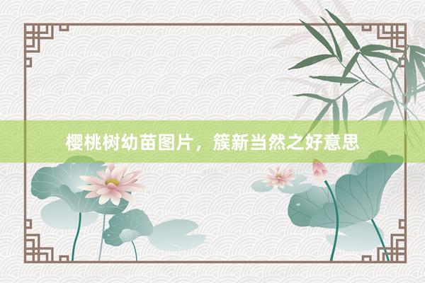 樱桃树幼苗图片，簇新当然之好意思